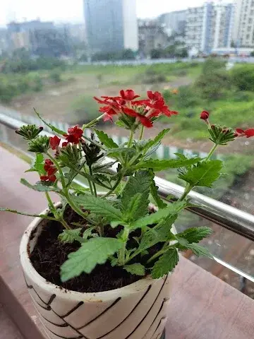 1 BHK Flat for Rent in Mohan Nagar Society