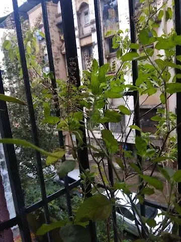 1 BHK Flat for Rent in Lodha Road opp Ganga complex