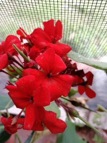 4 BHK Villa for Rent in Koregaon Park