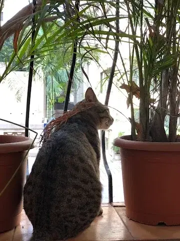 3 BHK Flat for Rent in Mumbai