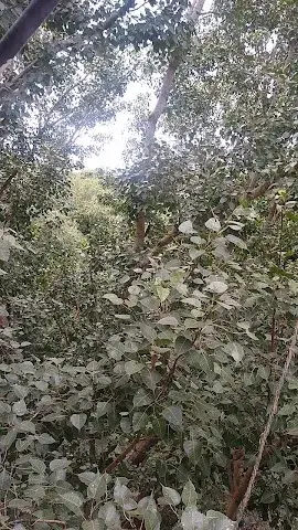 Double Occupancy for Male in 2 BHK Flat for Rent in Camp