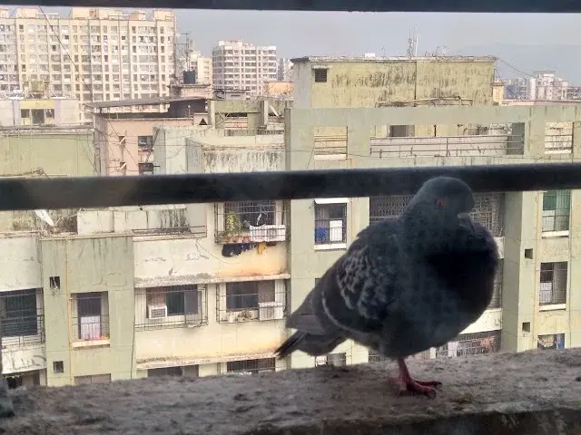 2 BHK Flat for Rent in Buddha ozone 2