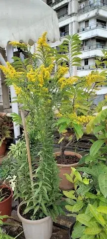 1 BHK Flat for Sale in Bandra West