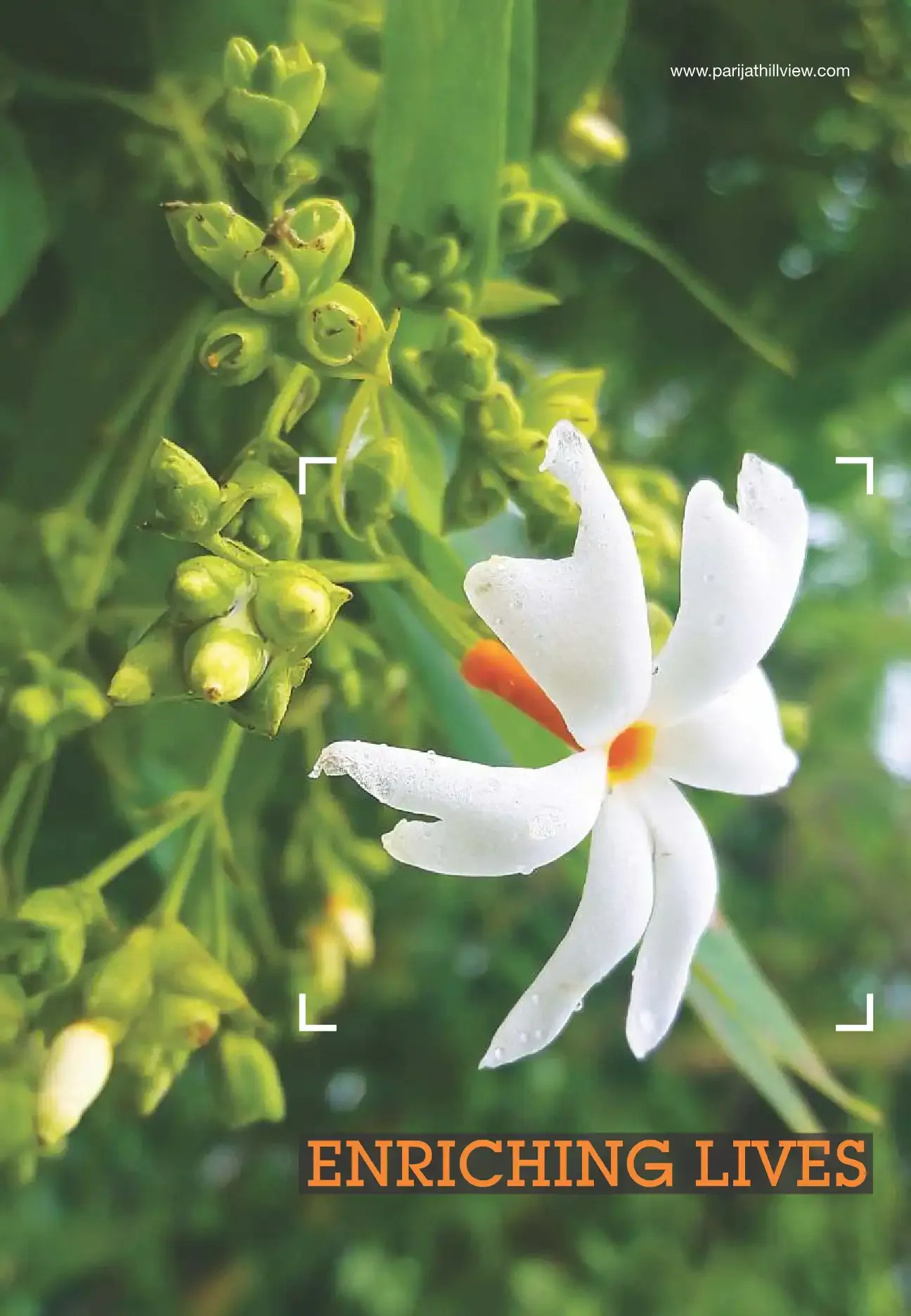 Parijat Hill View Realty Llp