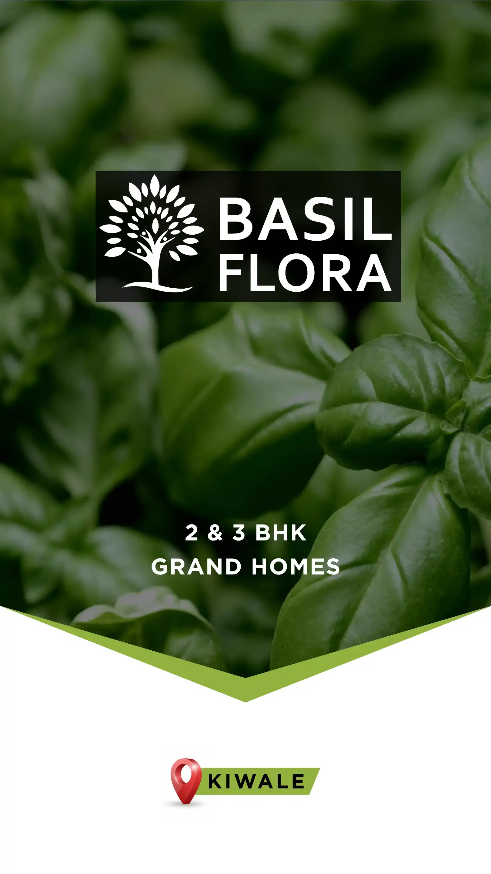Basil Flora