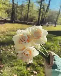 Euro Valley Daffodils