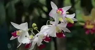 Pioneer White Orchid