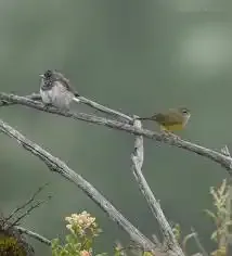 Pacific Sparrow Wings