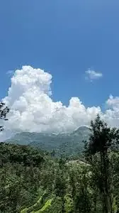 Green Skies Blue Forest